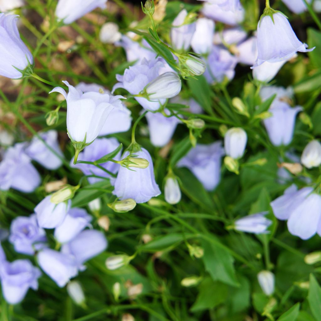 Campanula cochleariifolia Elizabeth Oliver - Campanula dei ghiaioni