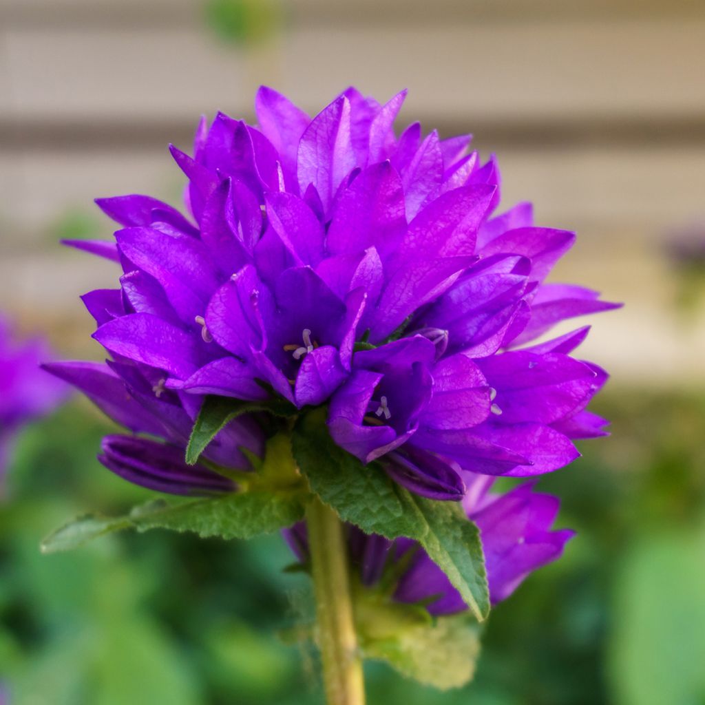 Campanula glomerata var. dahurica - Campanula agglomerata