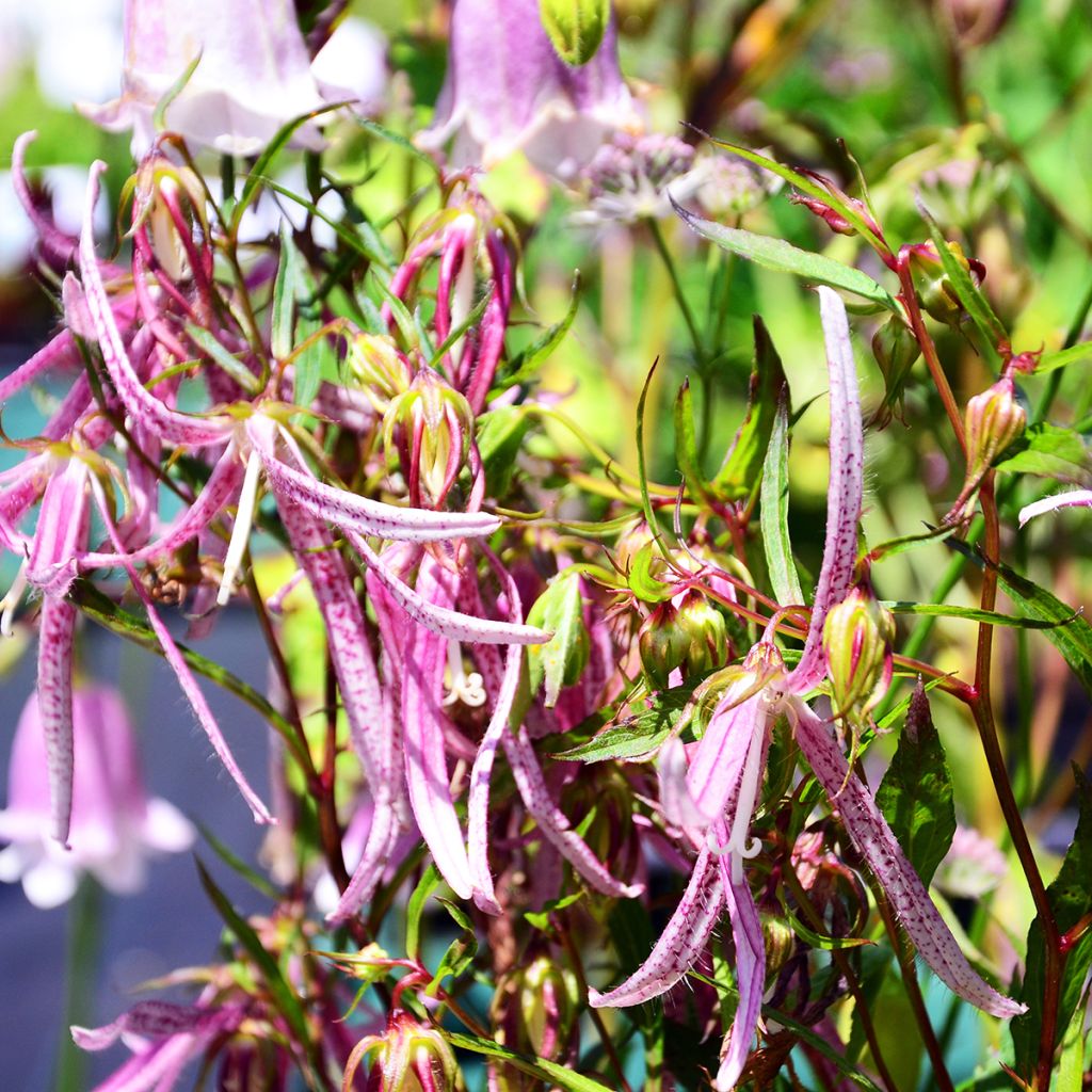 Campanula Pink Octopus