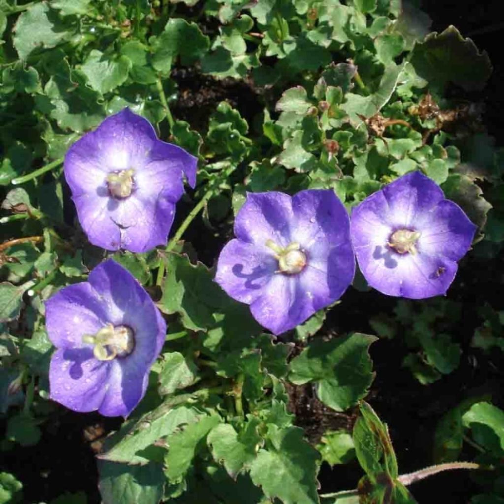 Campanule - Campanula Royal Wave