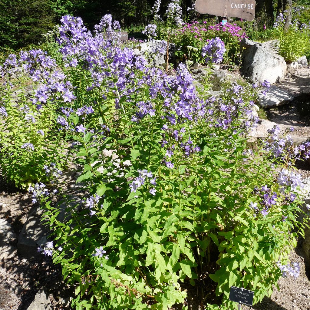 Campanule lactiflora