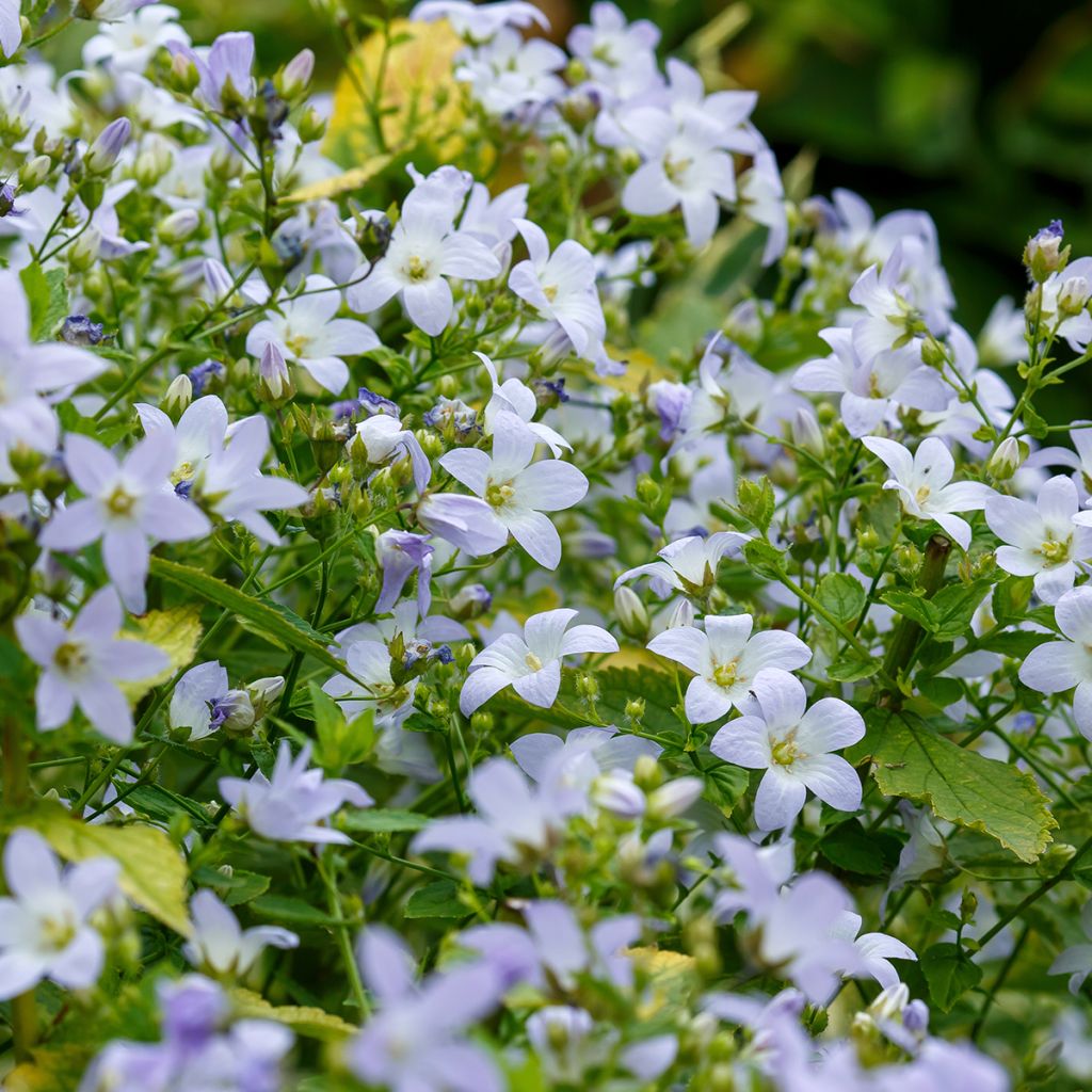 Campanula lactiflora