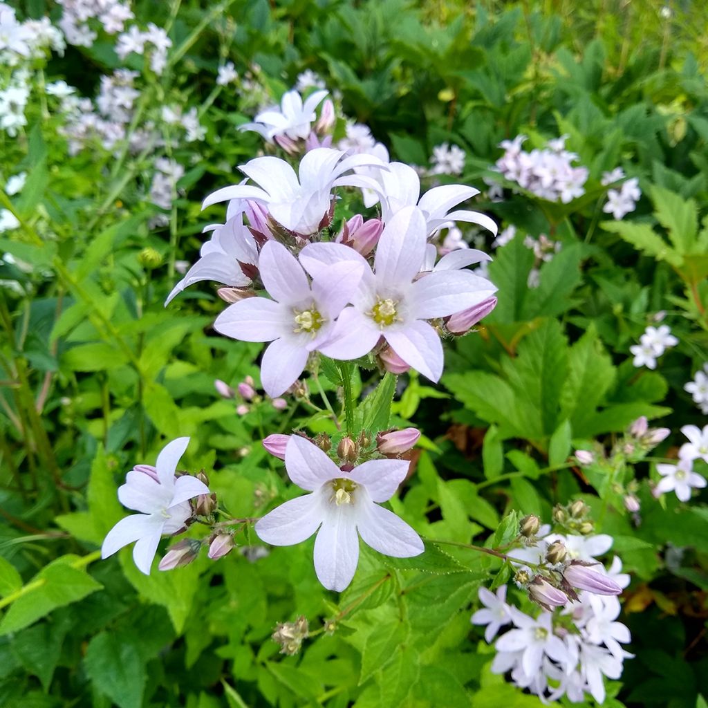 Campanula lactiflora Loddon Anna