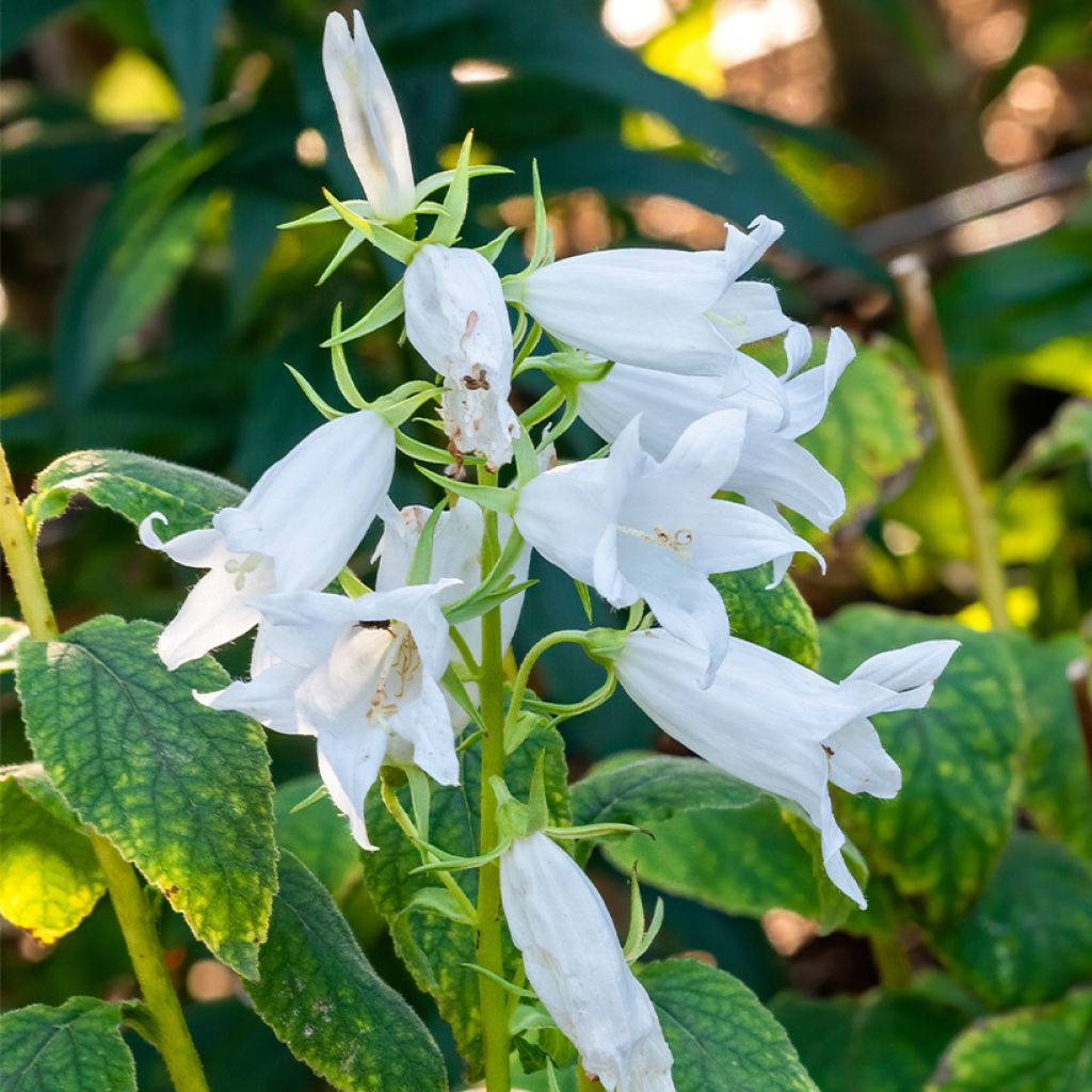 Campanula latifolia var. macrantha Alba - Campanula maggiore