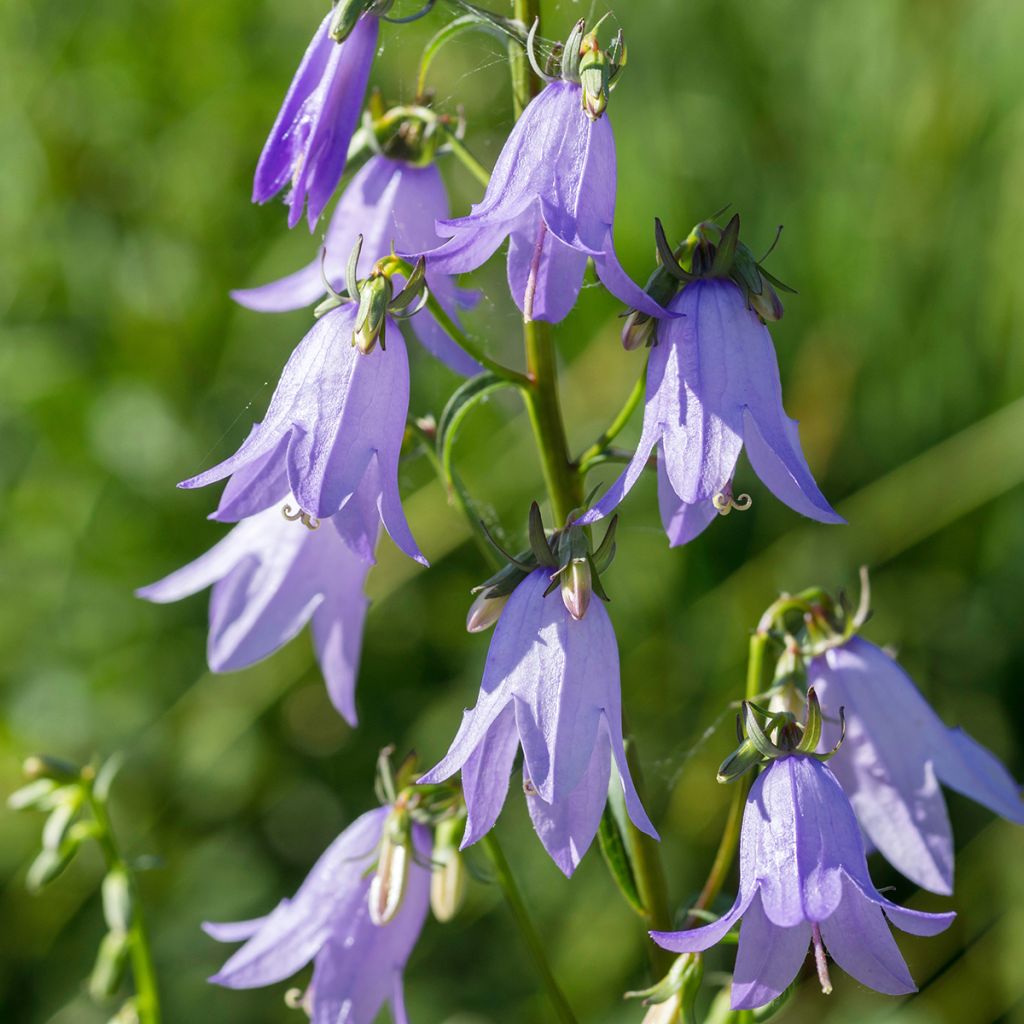 Campanula latifolia var. macrantha - Campanula maggiore