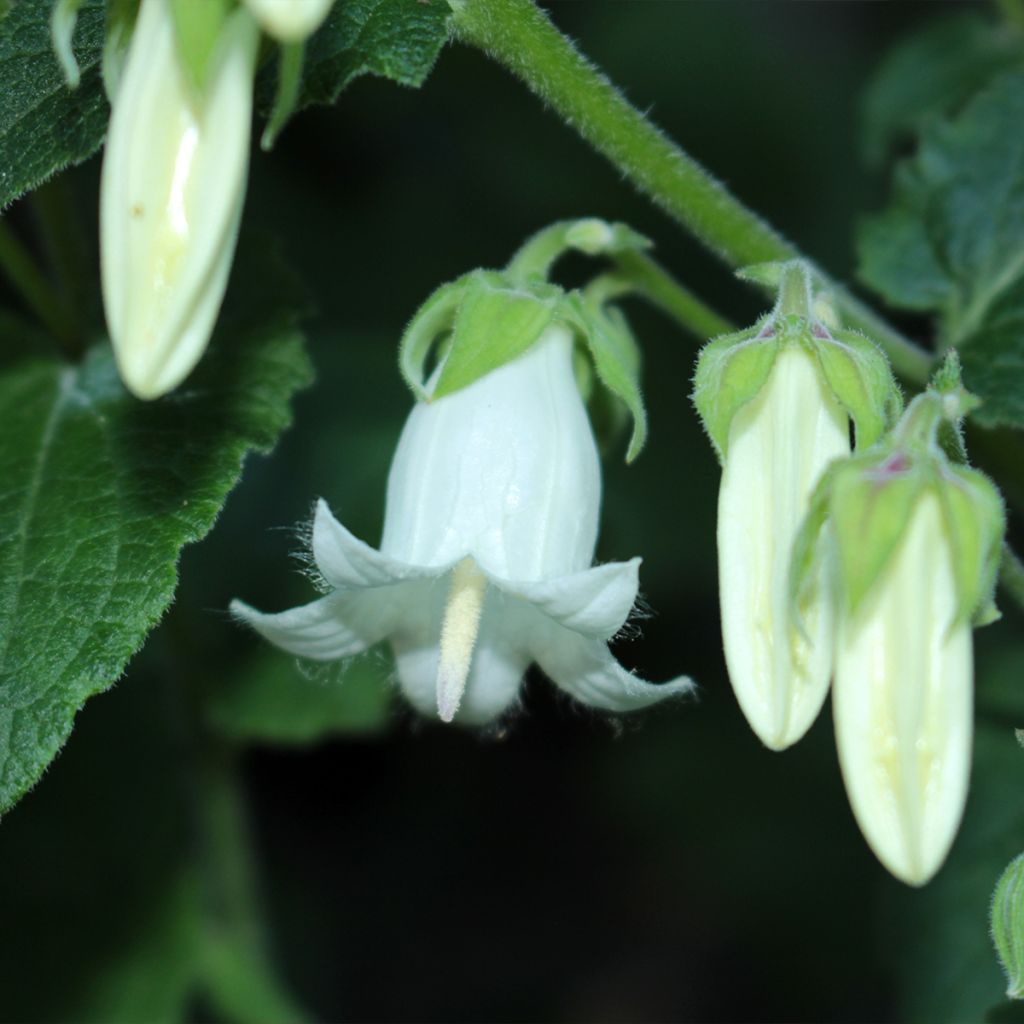 Campanule ochroleuca