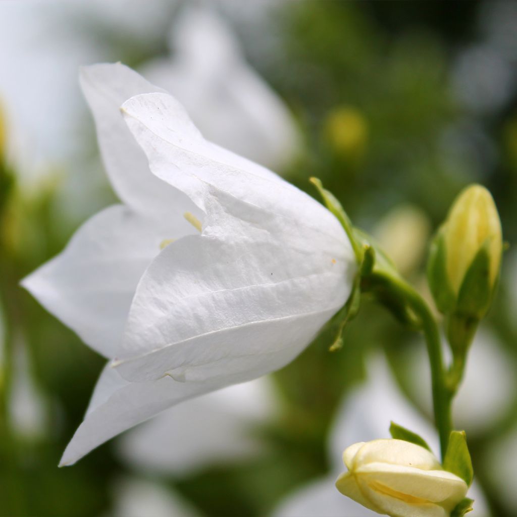 Campanule percisifolia var. planiflora f.alba