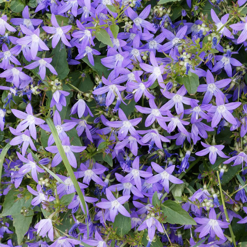 Campanula poscharskyana - Campanula serba