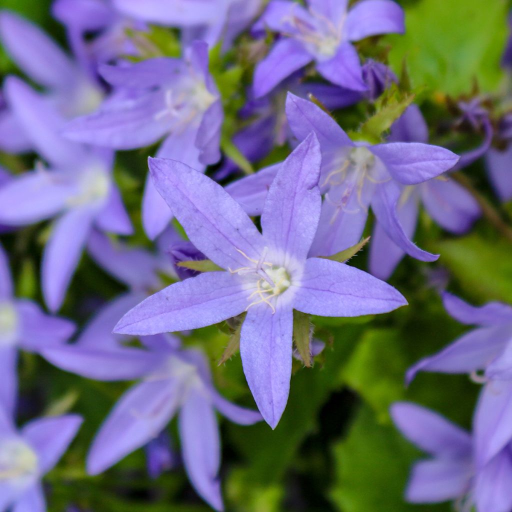 Campanula poscharskyana - Campanula serba