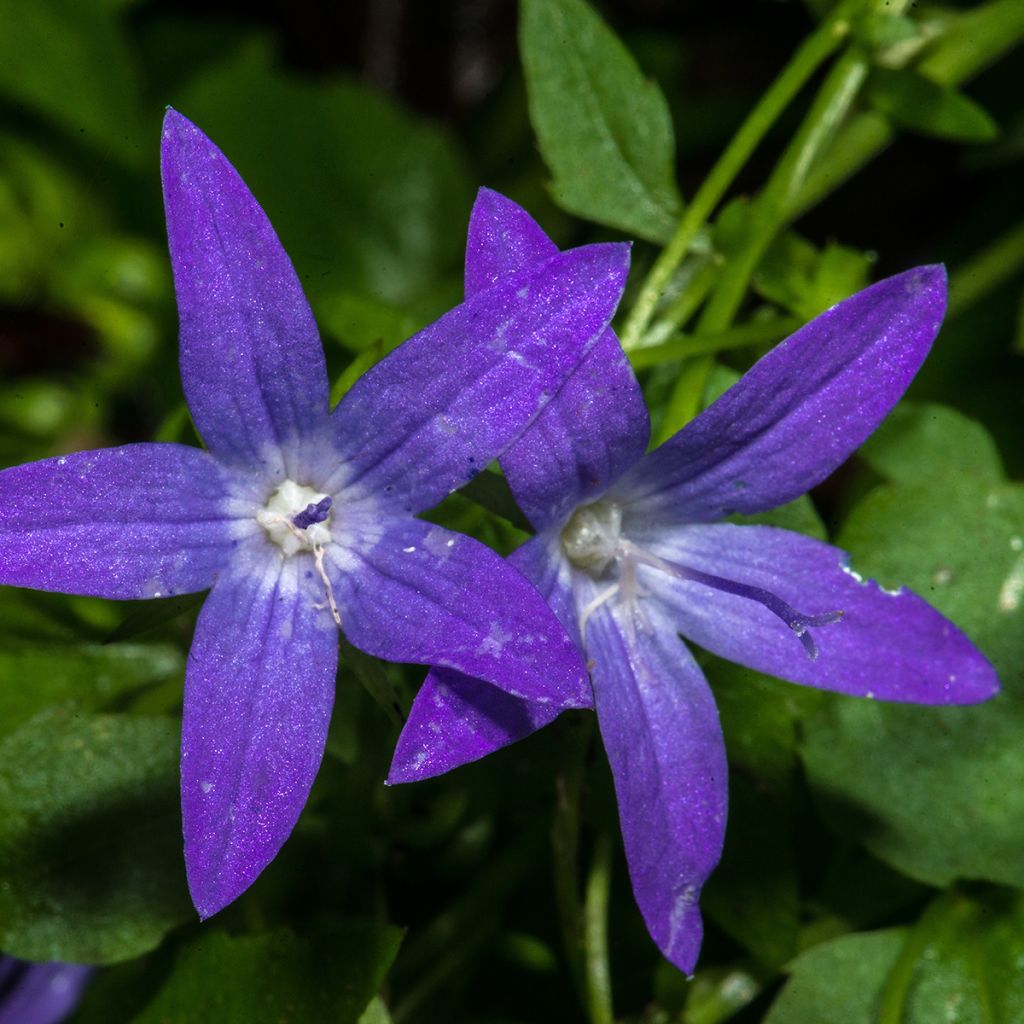 Campanula poscharskyana - Campanula serba