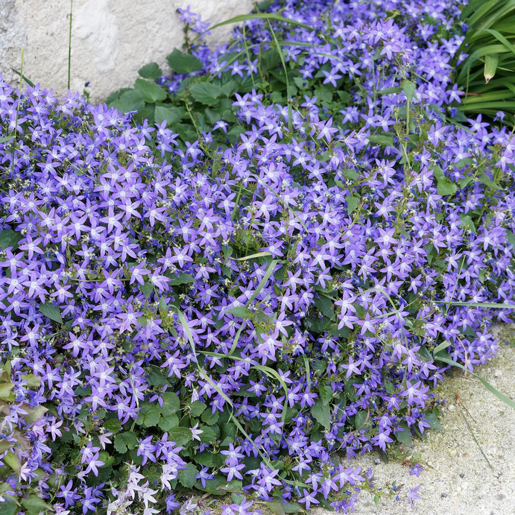 Campanula poscharskyana - Campanula serba