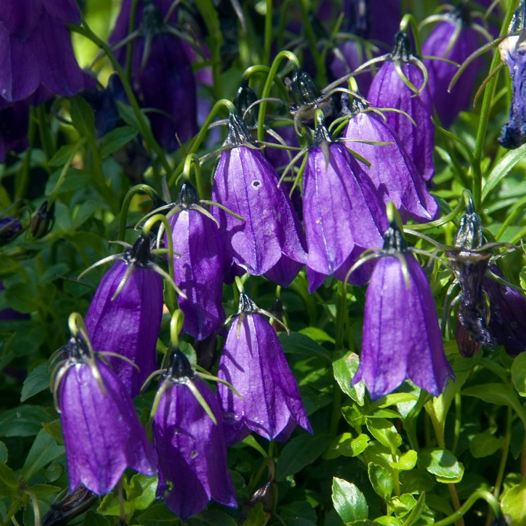 Campanula pulla