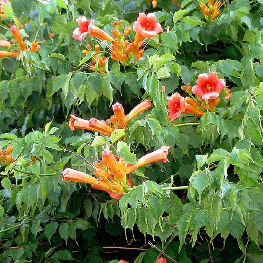 Campsis radicans - Bignonia