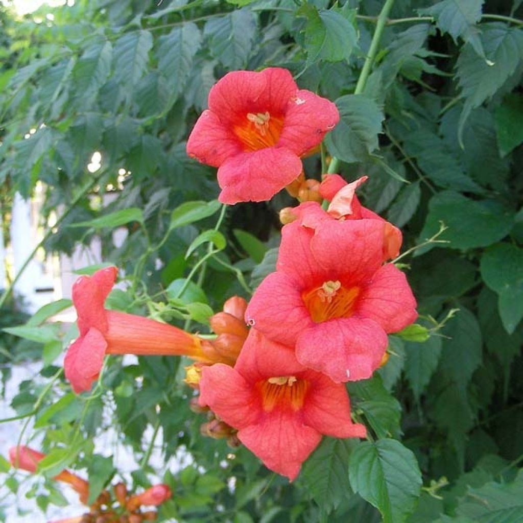 Campsis radicans - Bignonia