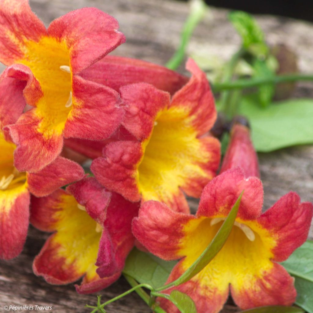 Campsis capreolata Tangerine Beauty - Bignone à vrilles