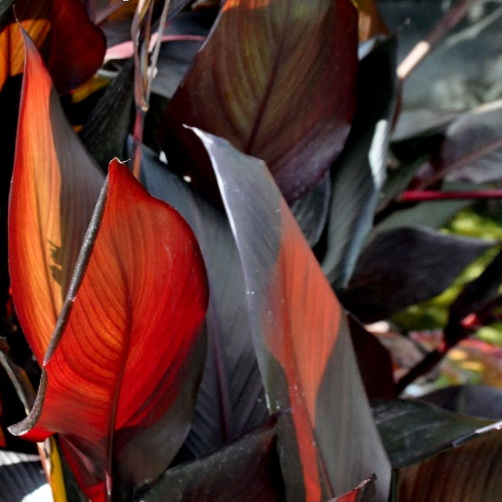 Canna glauca Australis