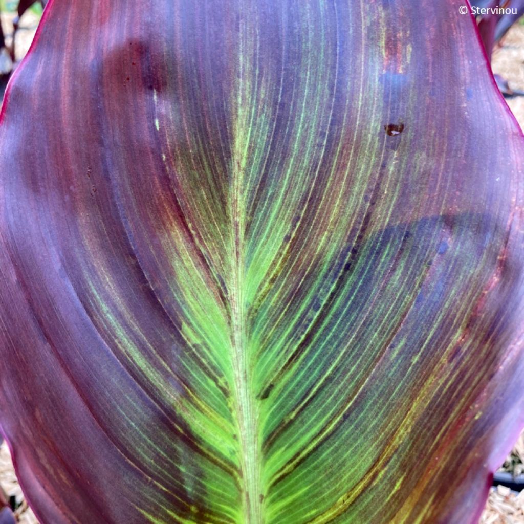 Canna Black Cleopatra