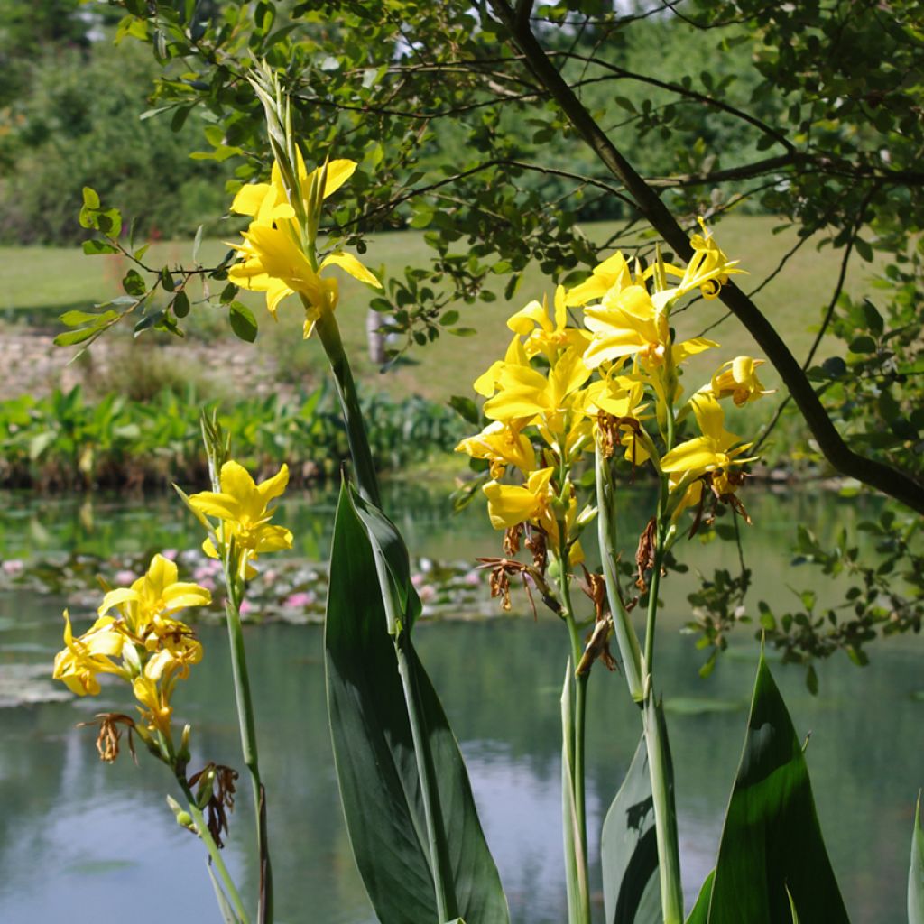 Canna glauca Ra