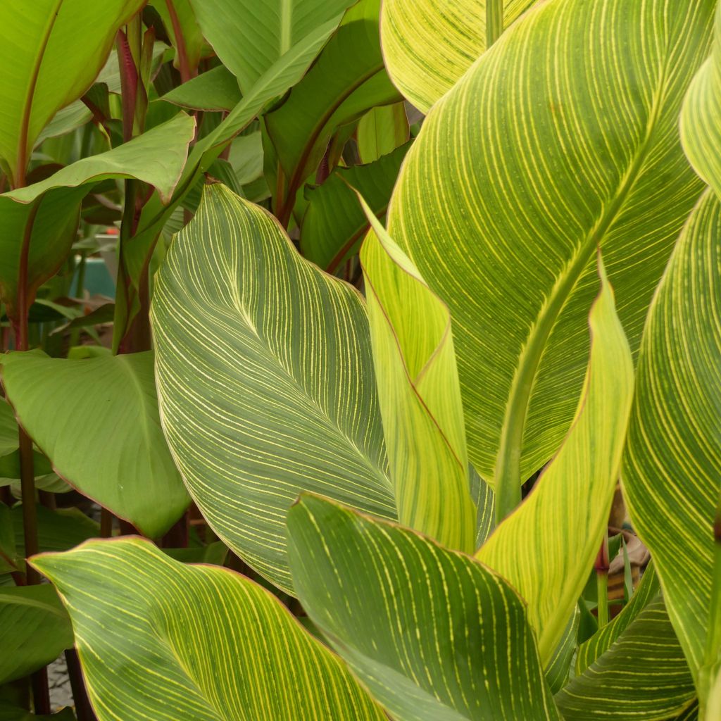 Canna Striata - Balisier strié.