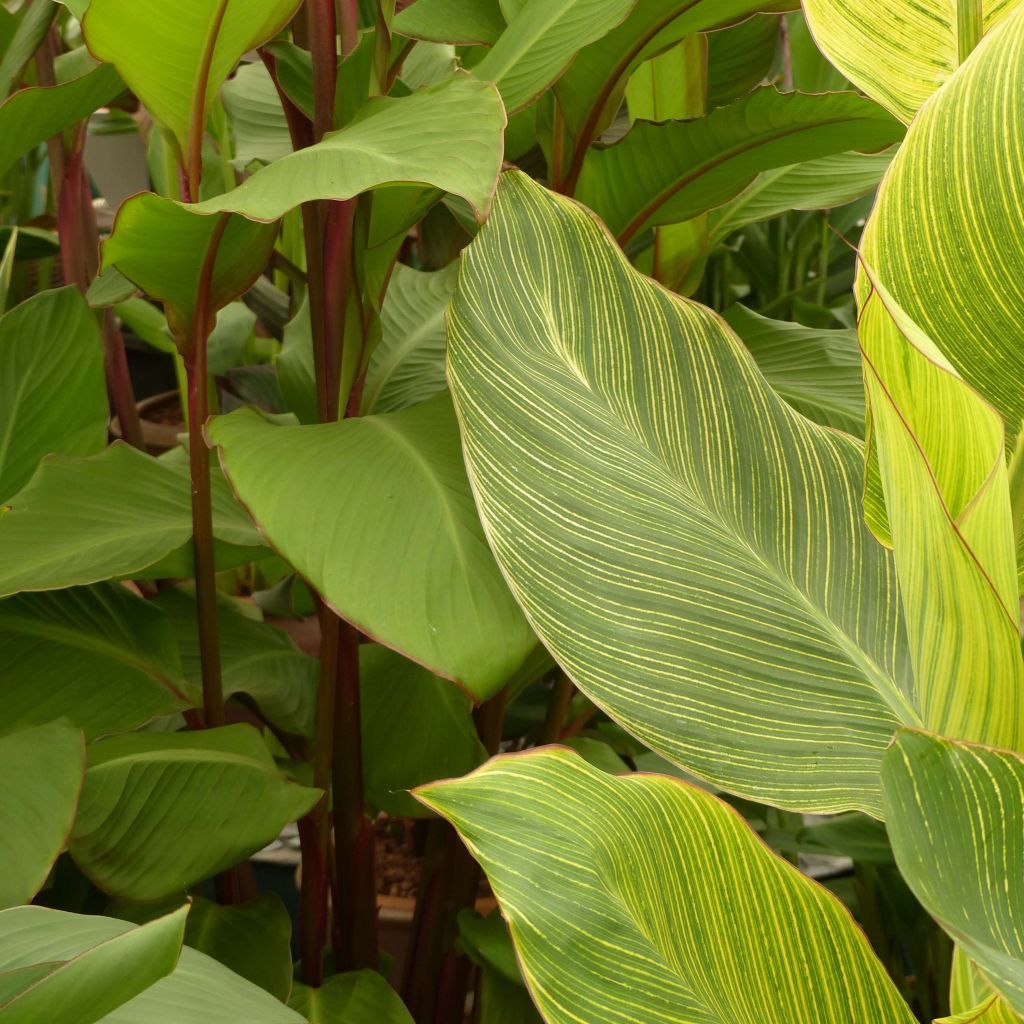 Canna Striata - Balisier strié.