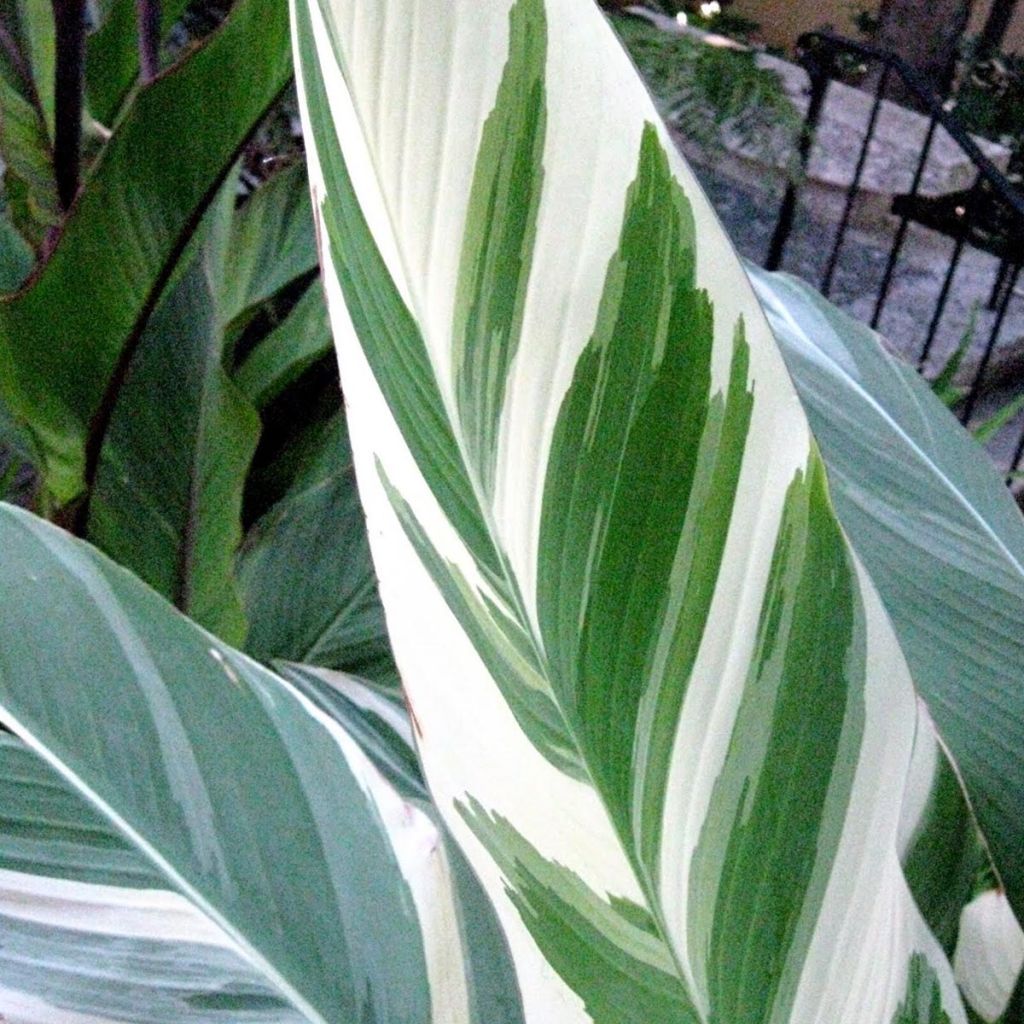 Canna Stuttgart - Balisier panaché à fleurs orange saumoné