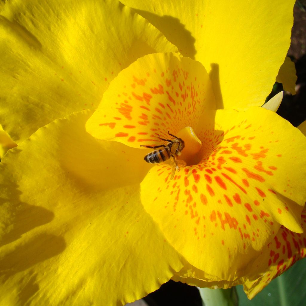 Canna Yellow Humbert - Balisier jaune  picté d'orange