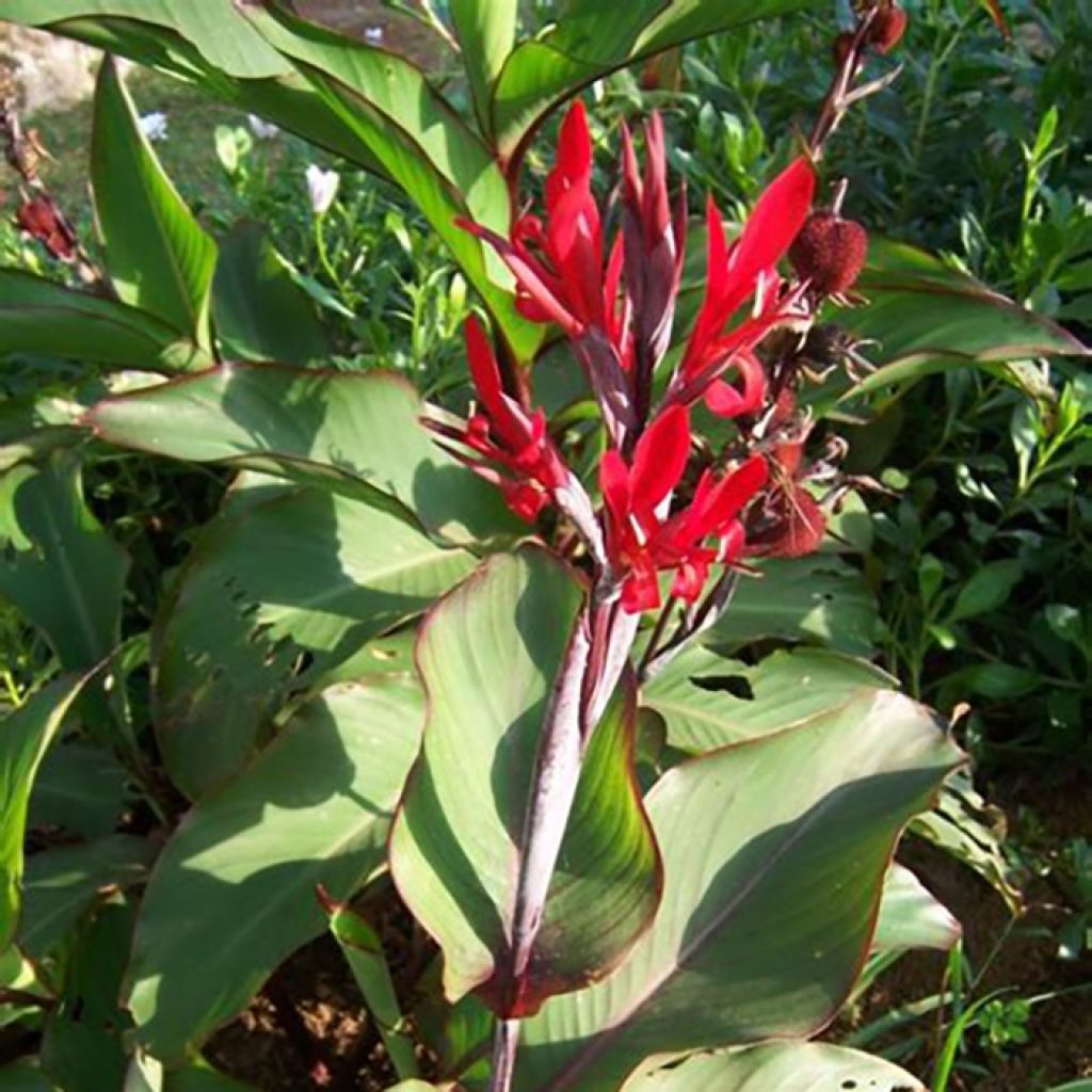 Canna edulis - Canna d'India