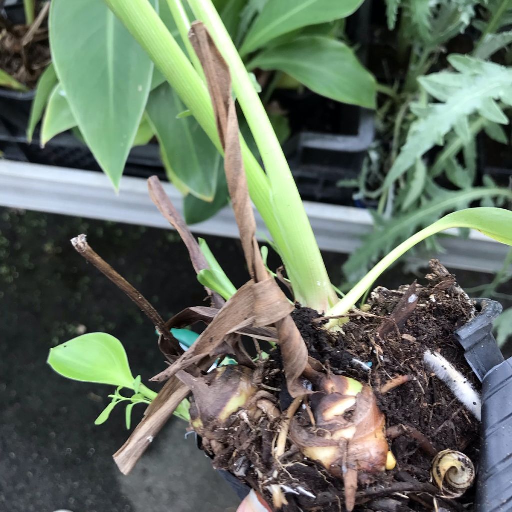 Canna edulis - Canna d'India