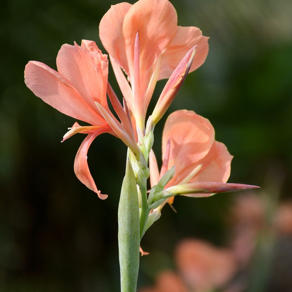 Canna Erebus