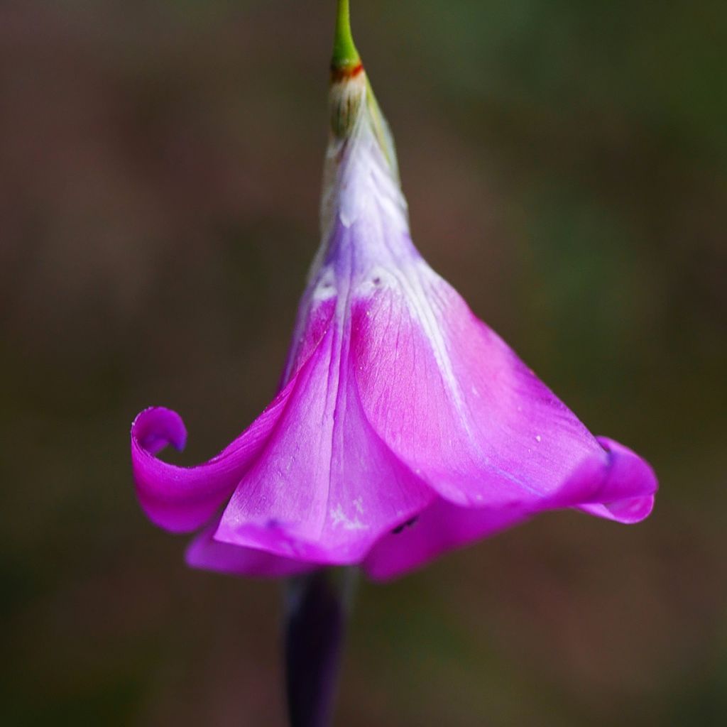 Dierama pulcherrimum