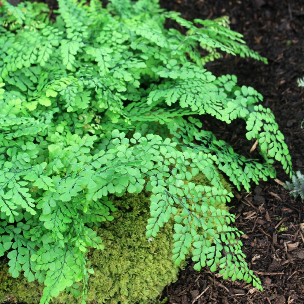 Adiantum venustum - Felce capelvenere