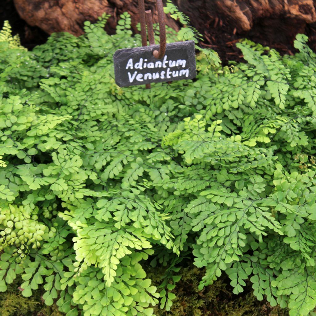 Adiantum venustum - Felce capelvenere