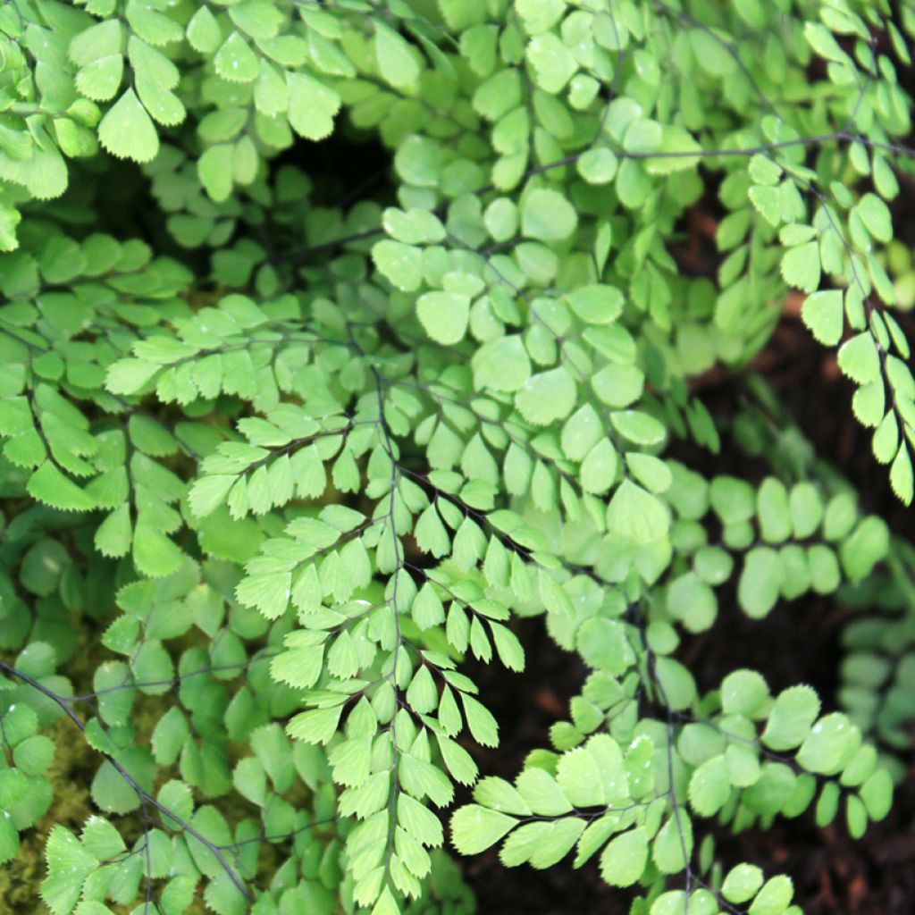 Adiantum venustum - Felce capelvenere