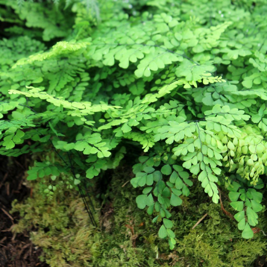 Adiantum venustum - Felce capelvenere