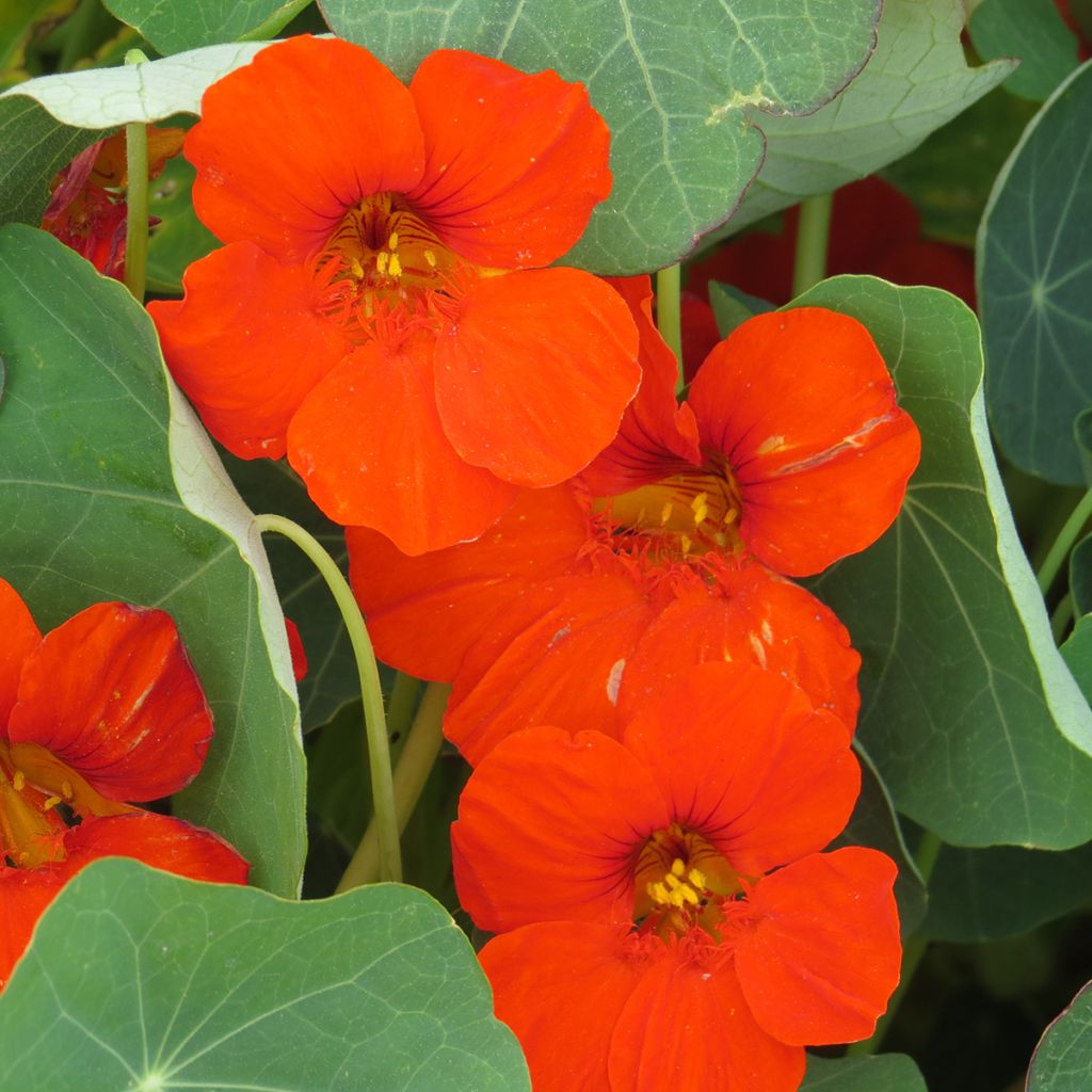 Graines de Capucine naine Impératrice des Indes - Tropaeolum majus