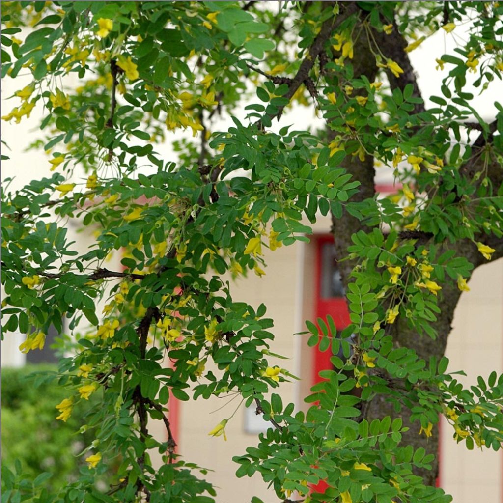 Caragana arborescens