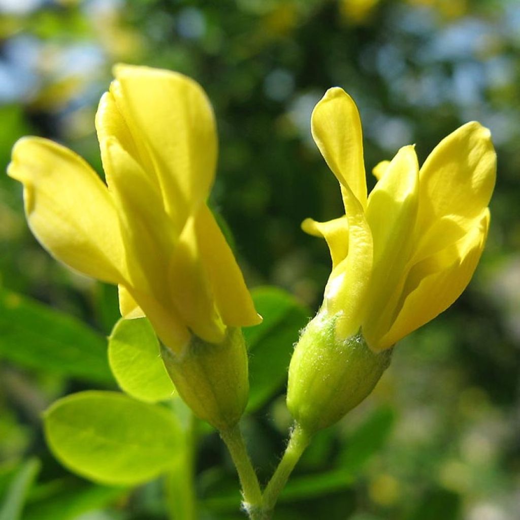 Caragana arborescens