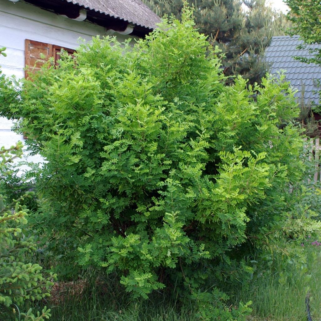 Caragana arborescens