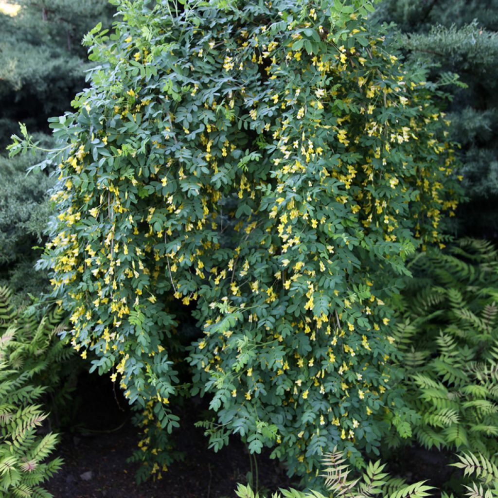 Caragana arborescens Pendula