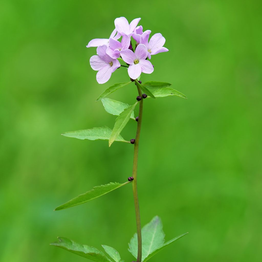 Cardamine bulbifera - Dentaria minore