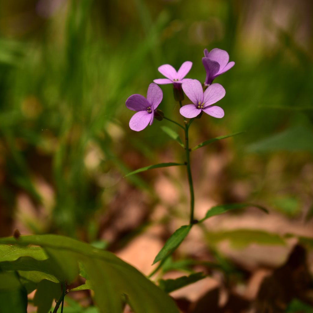 Cardamine bulbifera - Dentaria minore