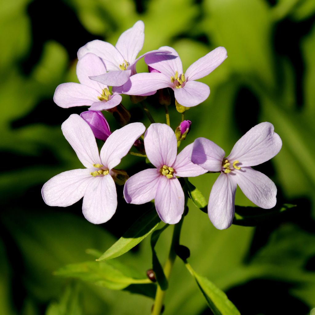 Cardamine bulbifera - Dentaria minore