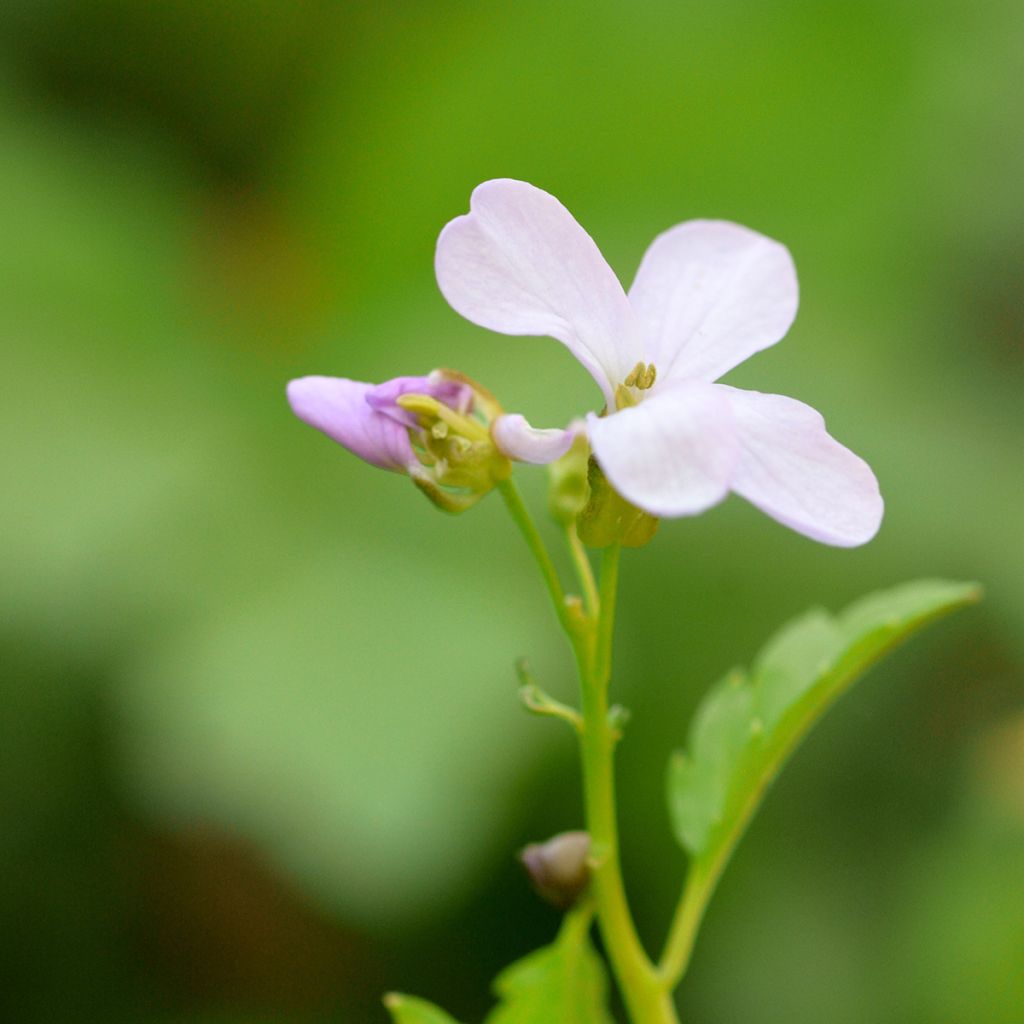 Cardamine bulbifera - Dentaria minore