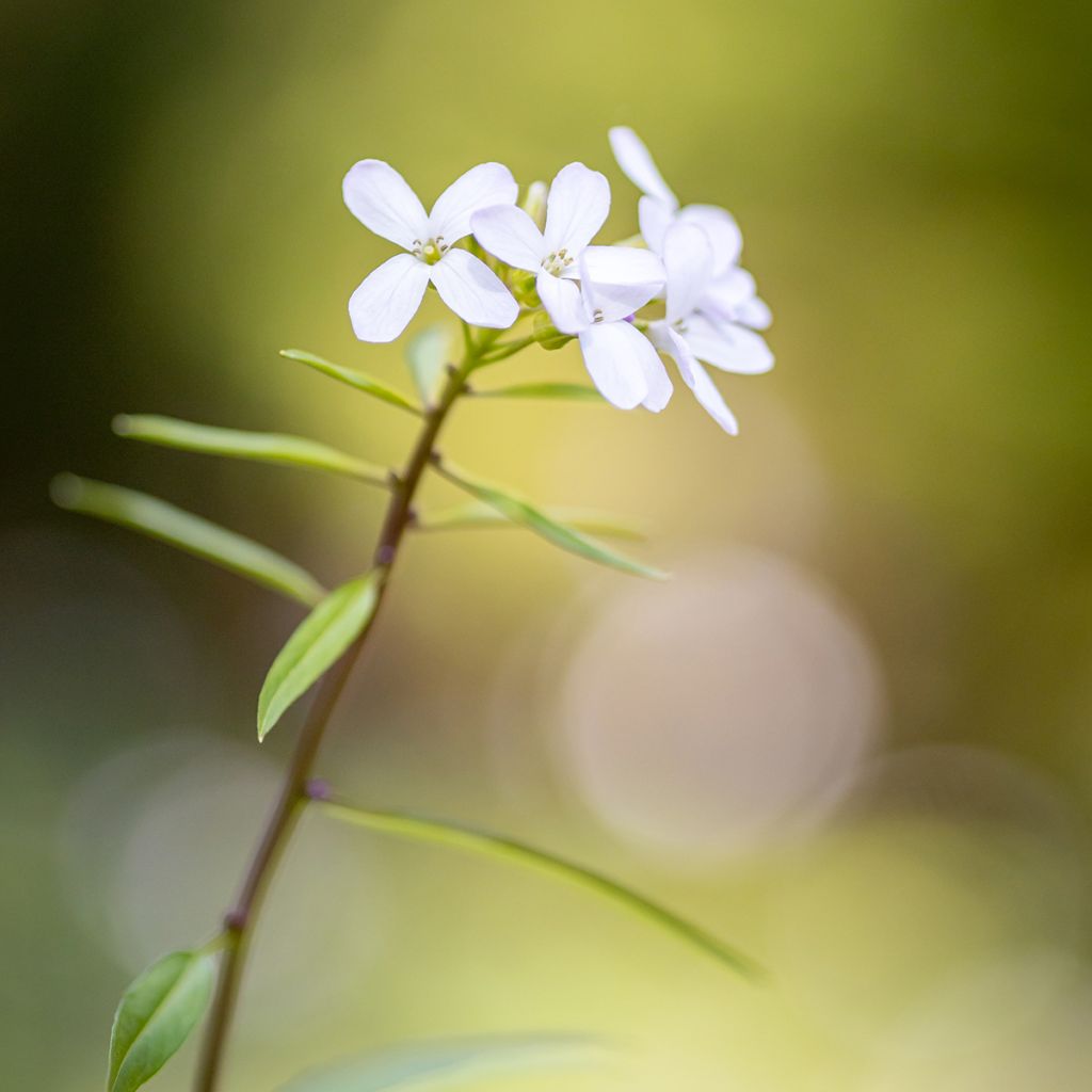 Cardamine bulbifera - Dentaria minore