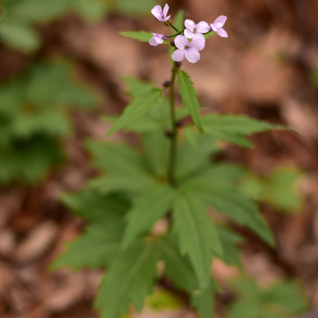 Cardamine bulbifera - Dentaria minore