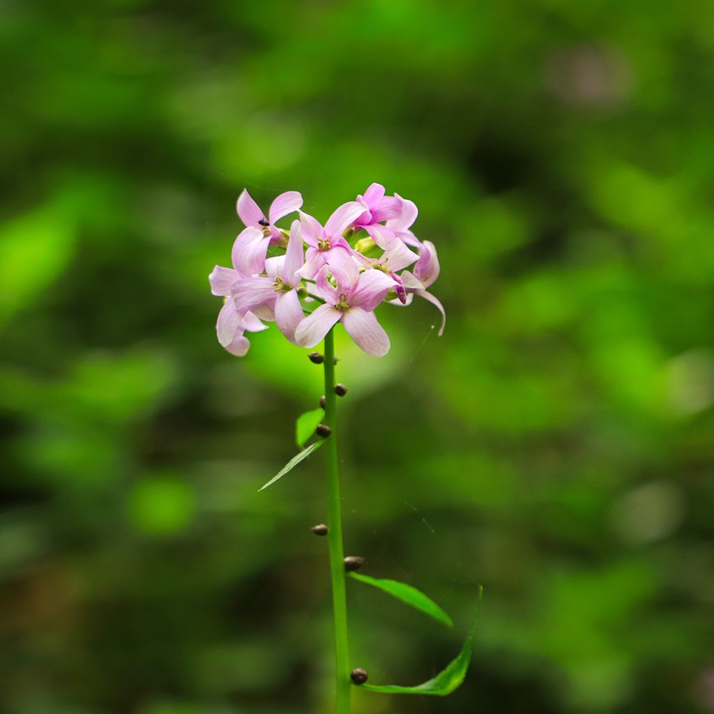 Cardamine bulbifera - Dentaria minore