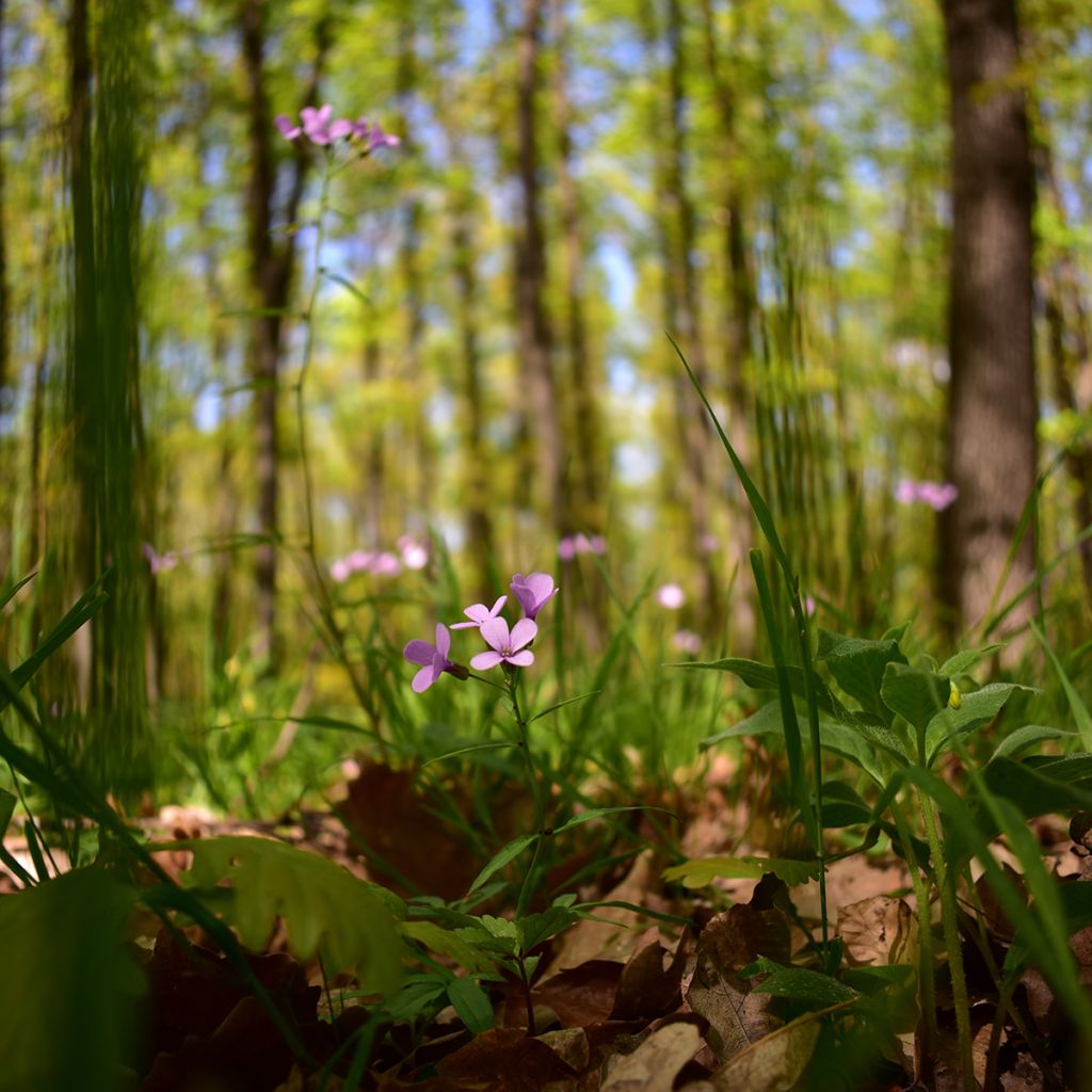 Cardamine bulbifera - Dentaria minore