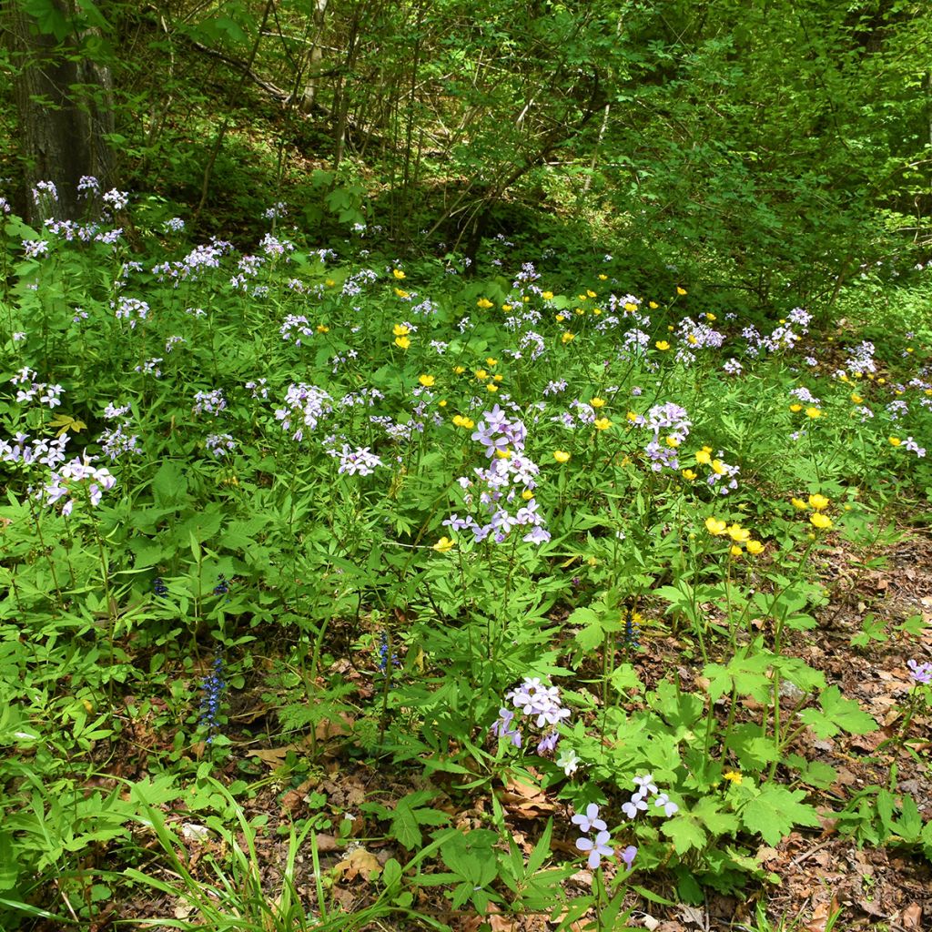 Cardamine bulbifera - Dentaria minore