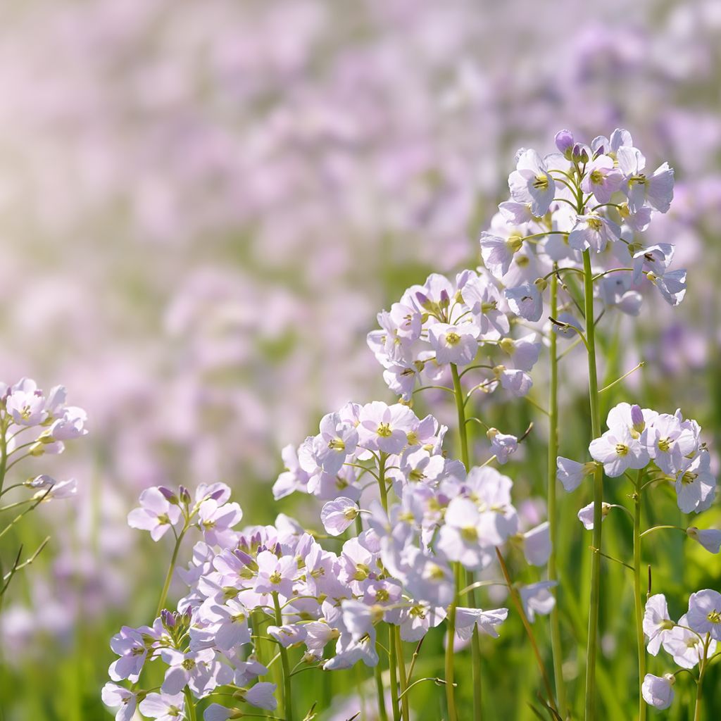 Cardamine pratensis - Billeri dei prati