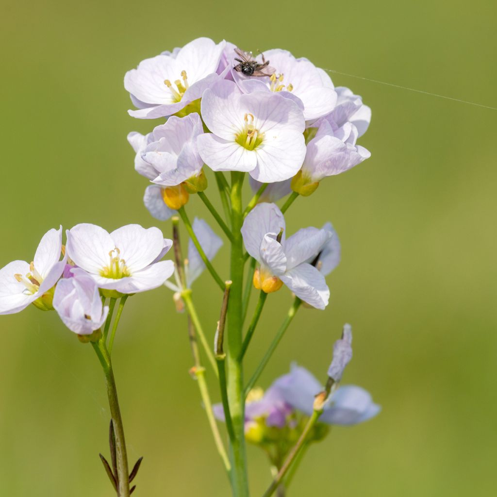 Cardamine pratensis - Billeri dei prati